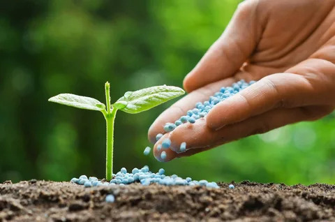 Close-up of a hand pouring phosphorus fertilizer onto flowering garden plants during the growing season.