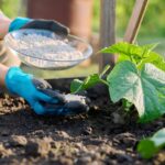 Hand spreading phosphorus-rich granular fertilizer around healthy green plants in a garden bed for stronger root development.