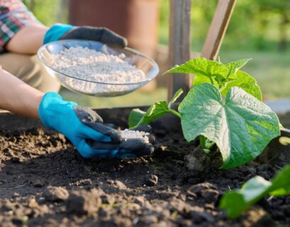 Hand spreading phosphorus-rich granular fertilizer around healthy green plants in a garden bed for stronger root development.