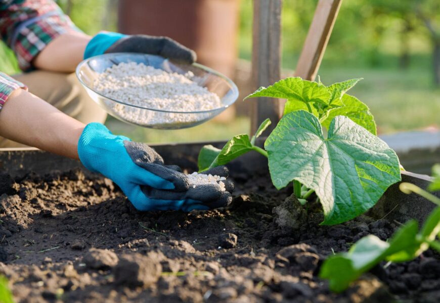 Hand spreading phosphorus-rich granular fertilizer around healthy green plants in a garden bed for stronger root development.