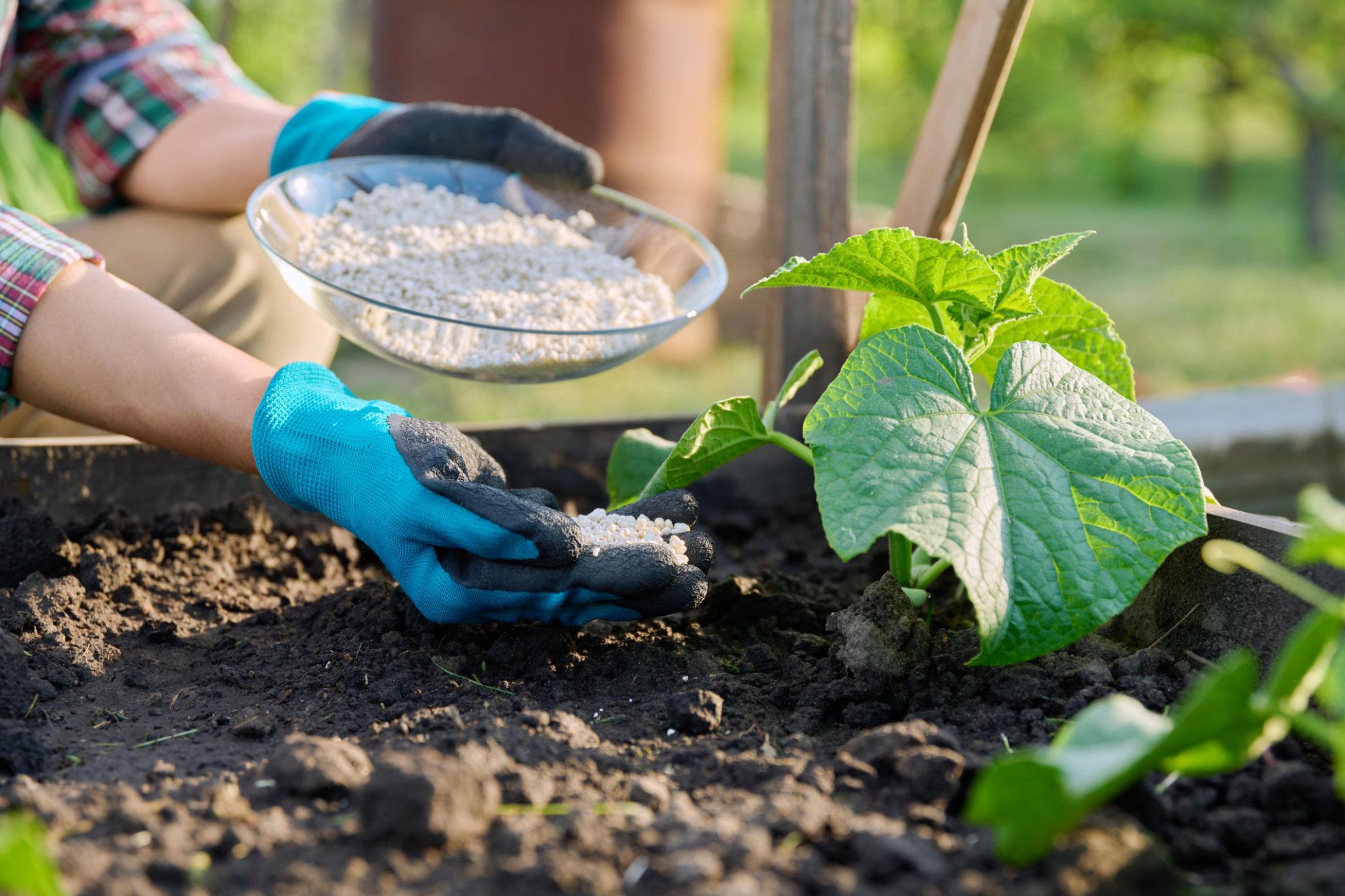 what is the best fertilizer for cucumbers