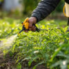 Gardener spraying water soluble fertilizer on healthy vegetable plants in a garden field.