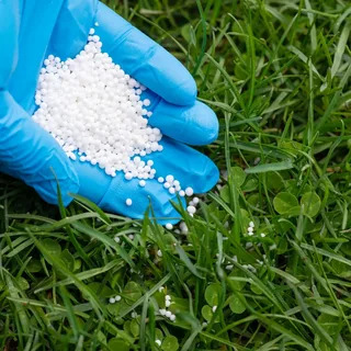 Hand holding quick release granular fertilizer pellets over green lawn grass