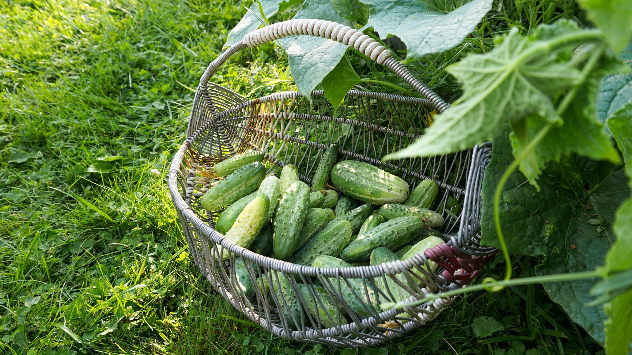 Basket filled with freshly harvested cucumbers beside healthy cucumber plants in a garden.