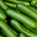 Freshly harvested green cucumbers with smooth skin displayed in a close-up view.