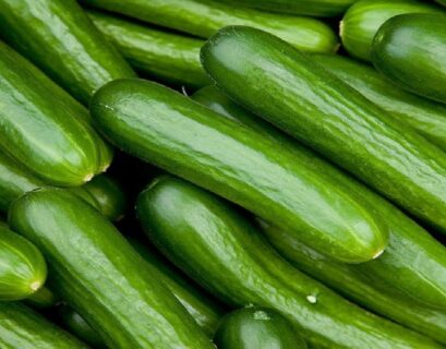 Freshly harvested green cucumbers with smooth skin displayed in a close-up view.