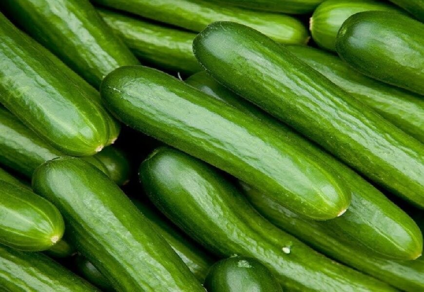 Freshly harvested green cucumbers with smooth skin displayed in a close-up view.