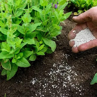 Granular quick release fertilizer being spread around garden plants