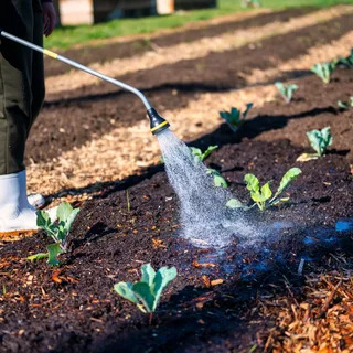 Liquid fertilizer being sprayed on a lawn and garden bed for fast nutrient absorption
