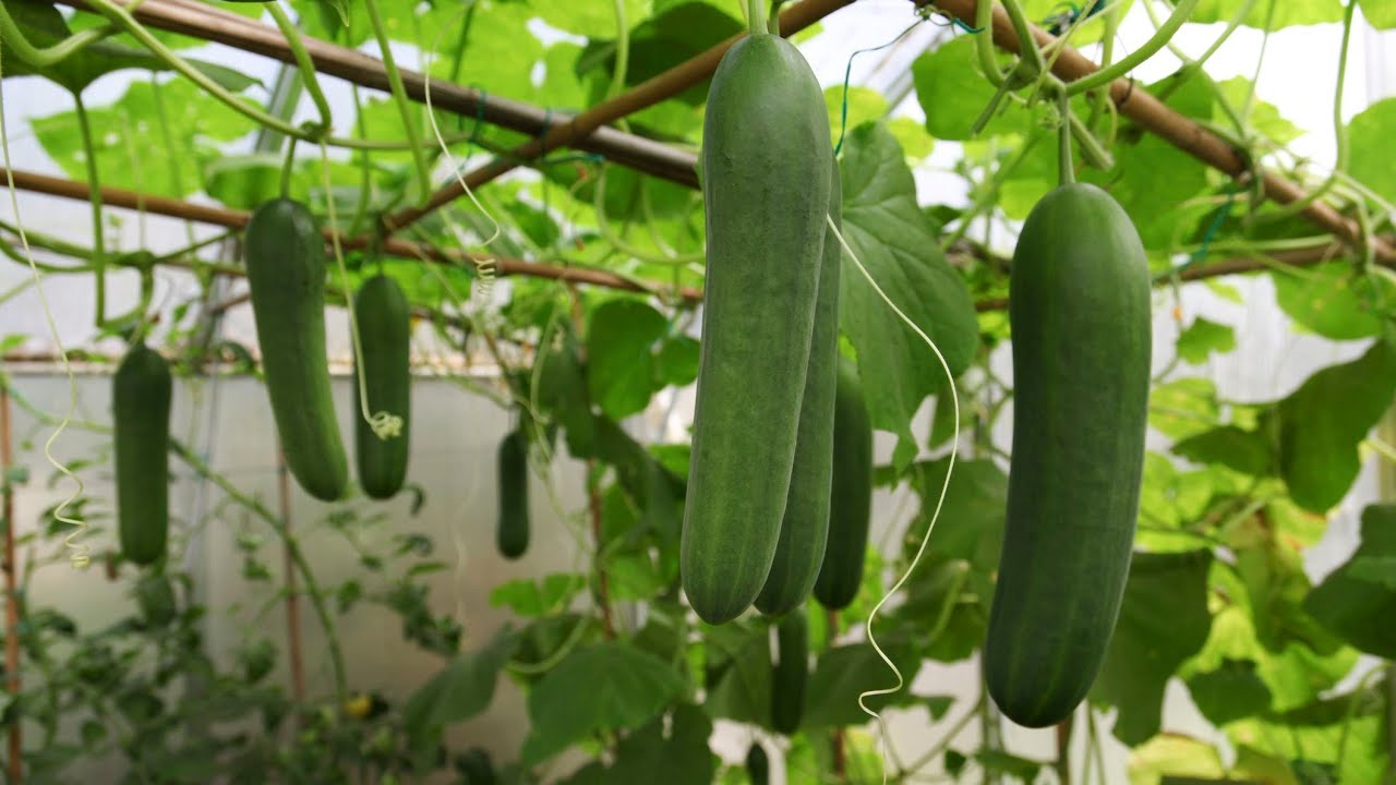 Healthy cucumber plants producing mature green cucumbers on a trellis in a home garden.