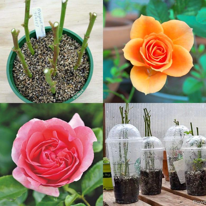 what is asexual propagation