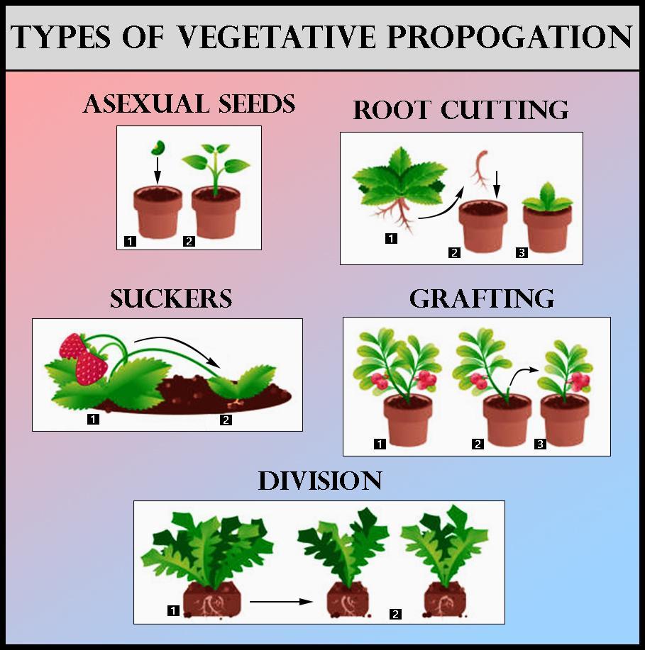 Educational chart showing different types of vegetative propagation methods in plants.