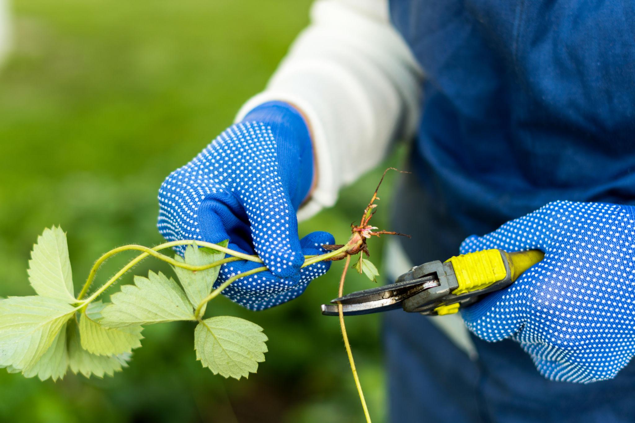 Gardener trimming a strawberry runner for plant propagation using garden pruners.