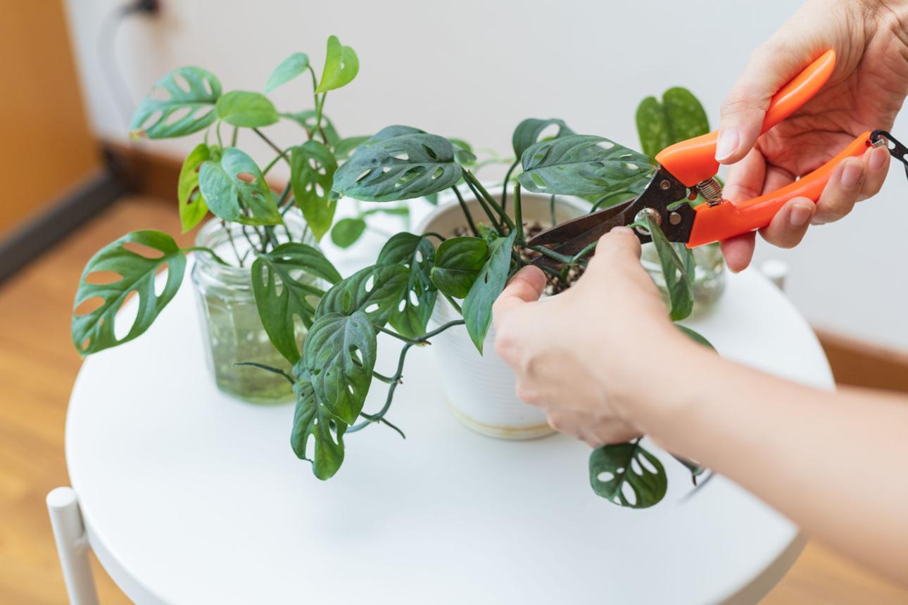 Person cutting a houseplant stem for propagation beside water jars and indoor plants.