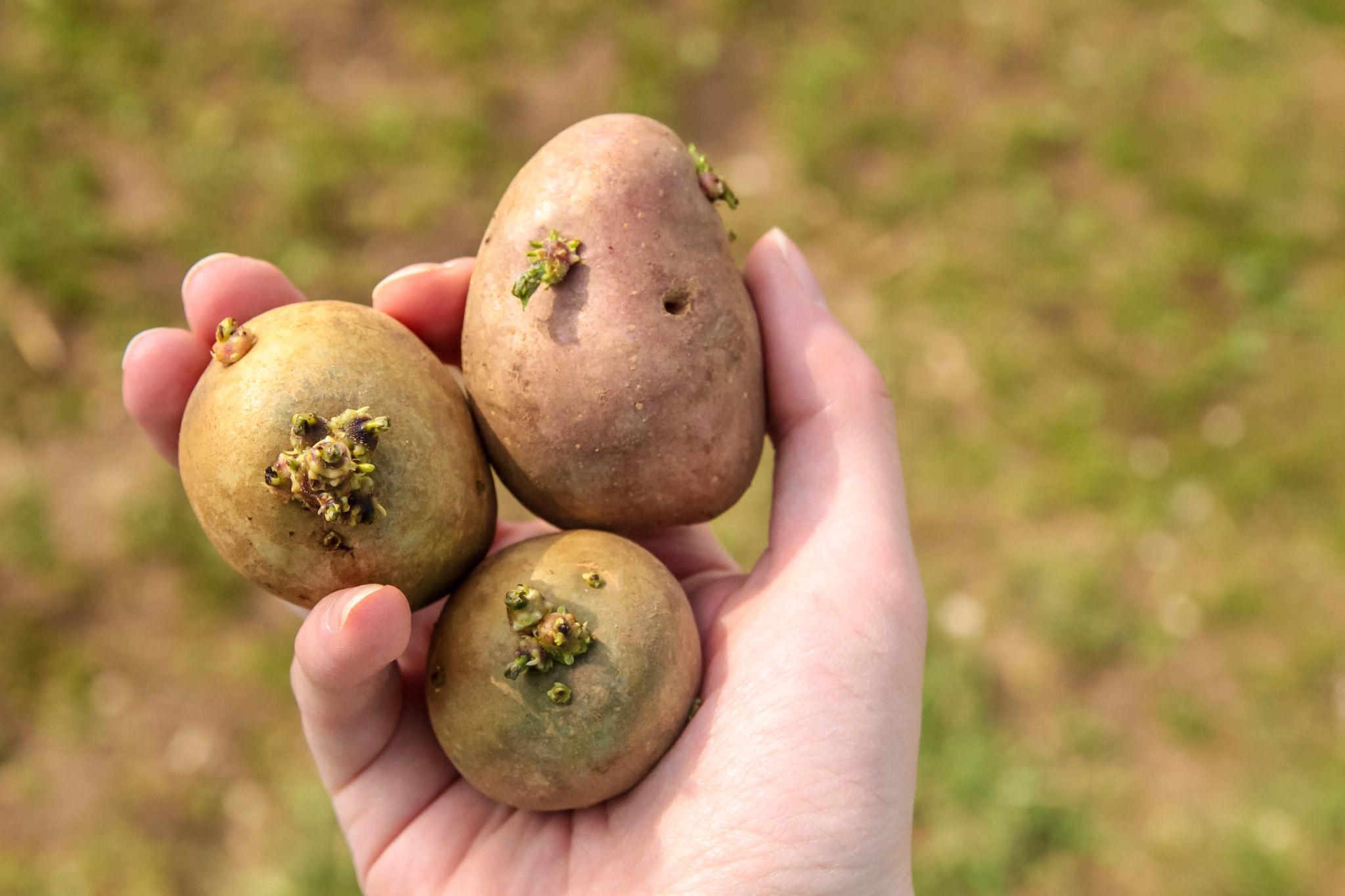 Hand holding sprouting potatoes with visible buds ready for planting.