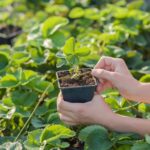 Person placing a strawberry runner into a small pot for plant propagation.