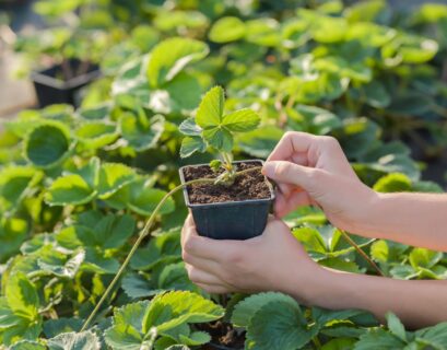 Person placing a strawberry runner into a small pot for plant propagation.