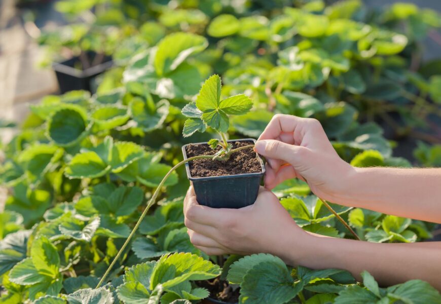 Person placing a strawberry runner into a small pot for plant propagation.
