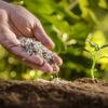 Hand full of organic fertilizer pellets being poured onto soil near a cucumber plant.