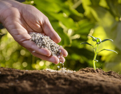 Hand full of organic fertilizer pellets being poured onto soil near a cucumber plant.