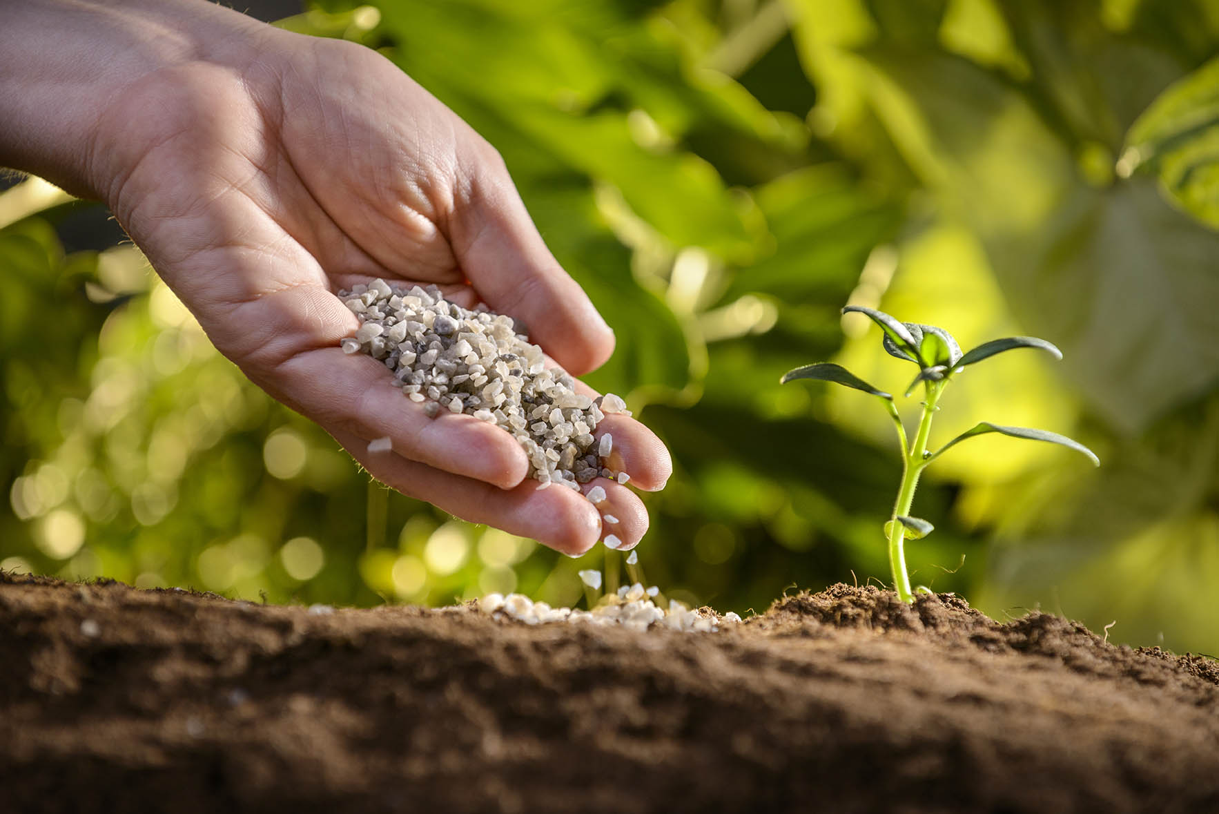 Hand full of organic fertilizer pellets being poured onto soil near a cucumber plant.
