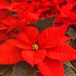 Vibrant red poinsettia leaves growing healthy with proper fertilizer care indoors