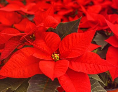 Vibrant red poinsettia leaves growing healthy with proper fertilizer care indoors