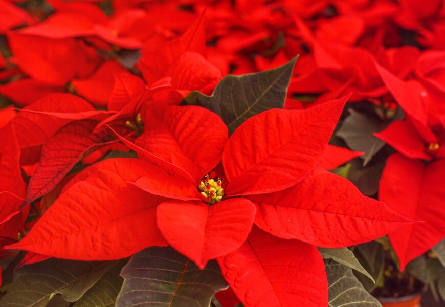 Vibrant red poinsettia leaves growing healthy with proper fertilizer care indoors