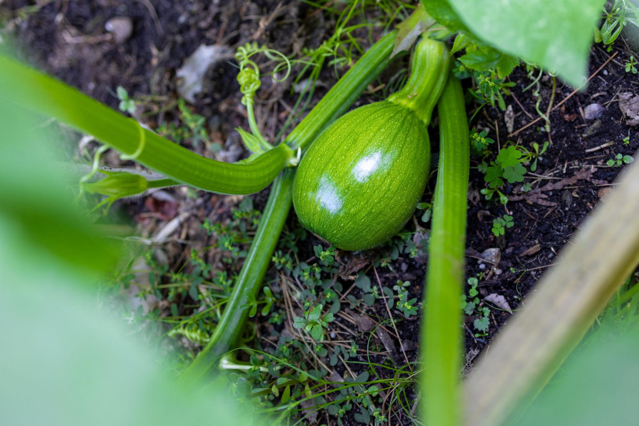 How Deep Do Pumpkin Roots Grow?