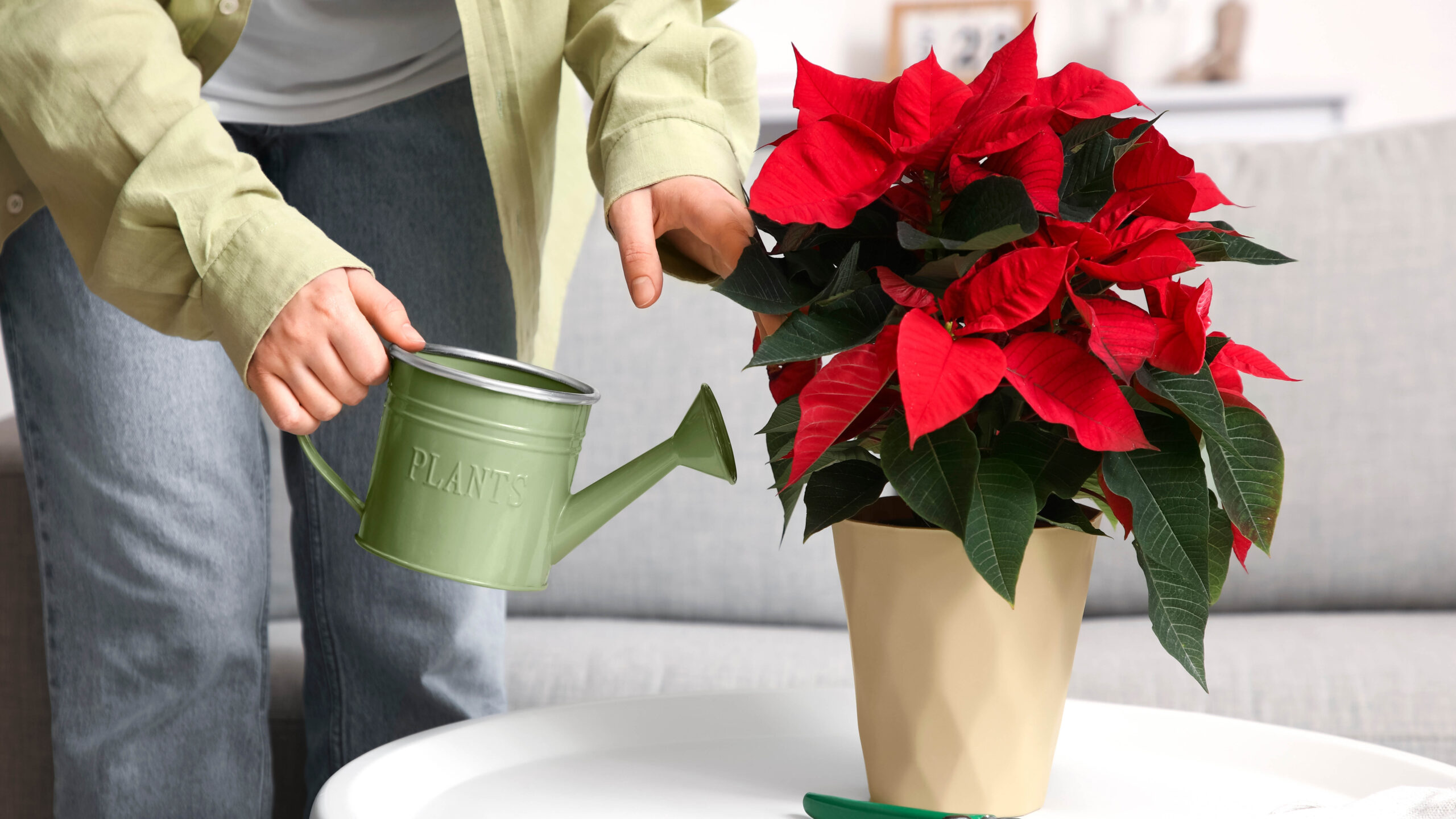 After applying balanced fertilizer for Poinsettia, person watering it.