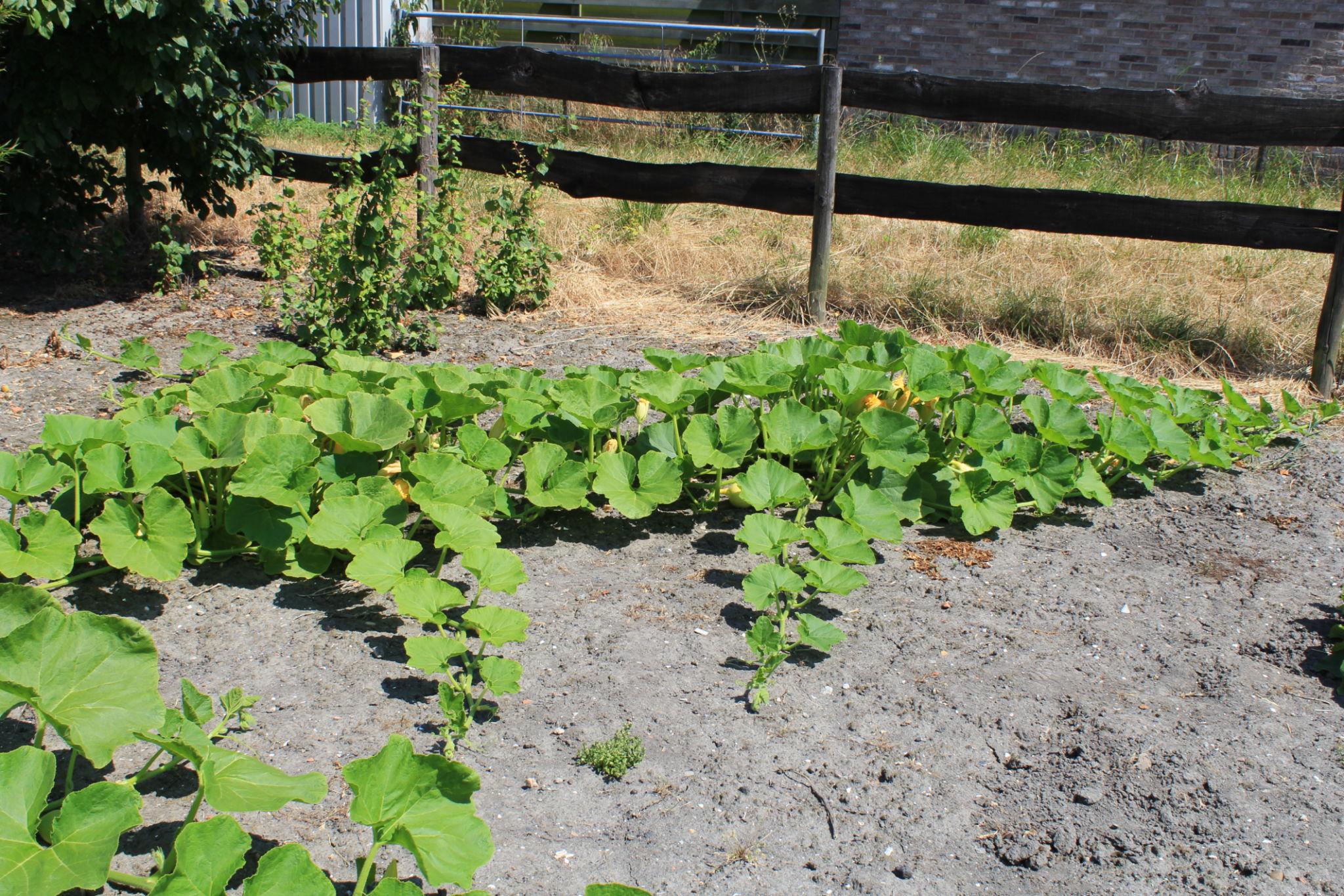 Large pumpkin vines spreading across a garden bed with broad green leaves in outdoor soil.