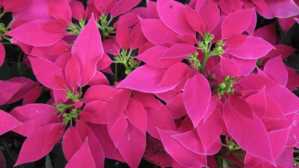 Pink poinsettia plants with colorful foliage supported by nutrient-rich fertilizer