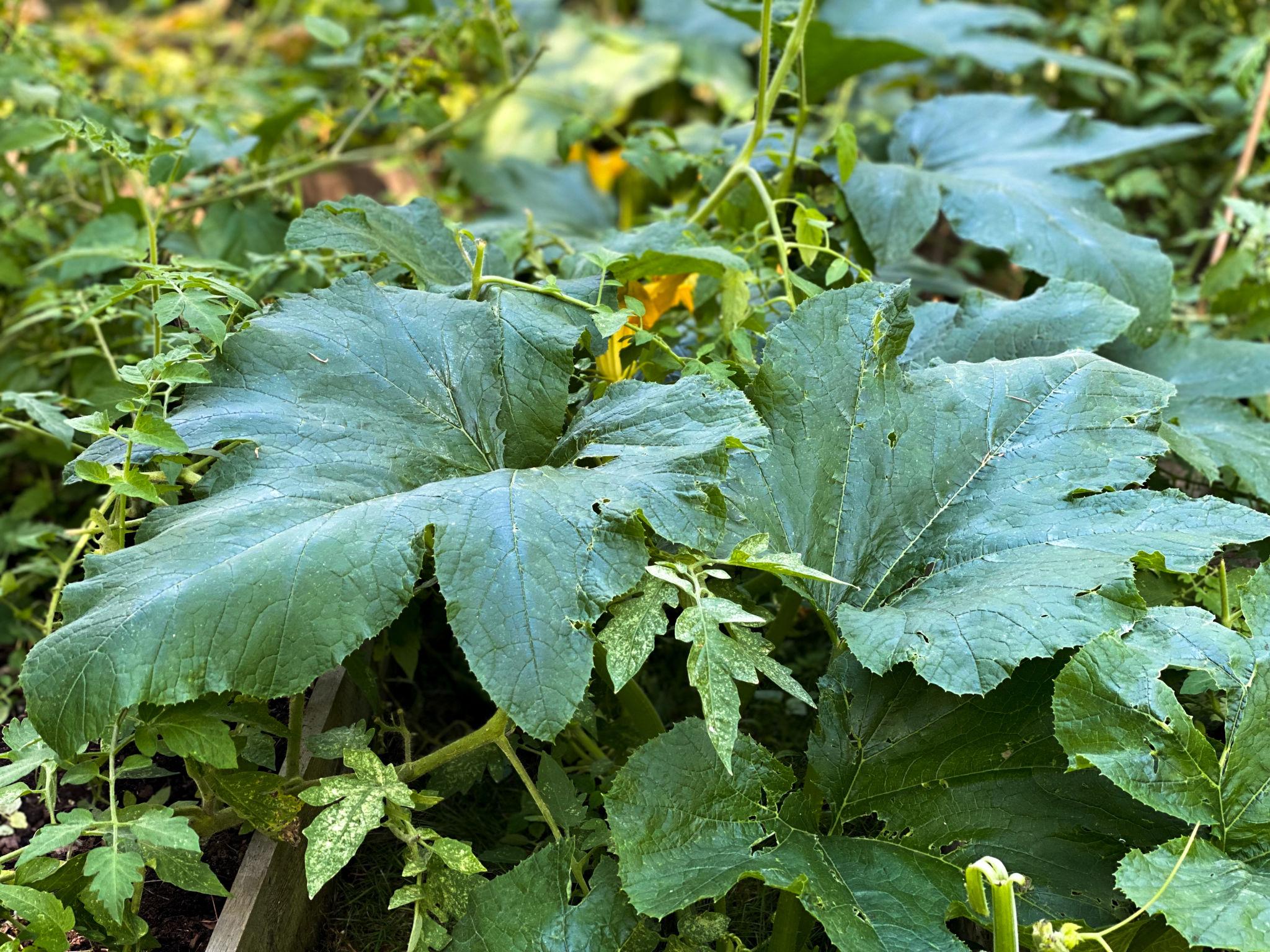 Dense pumpkin plant with large green leaves covering the garden bed.