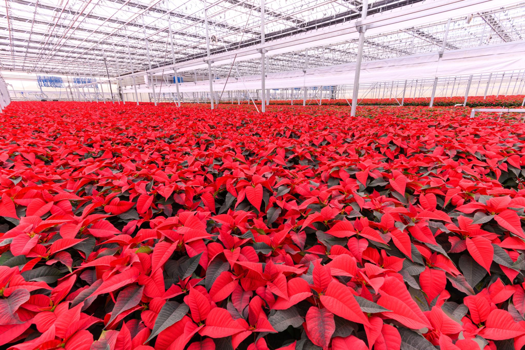 Large greenhouse filled with red poinsettias receiving professional fertilizer treatment