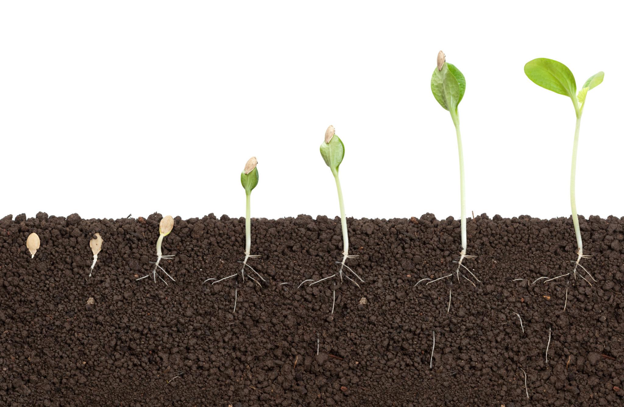 Pumpkin seed germination stages showing root growth beneath the soil surface.