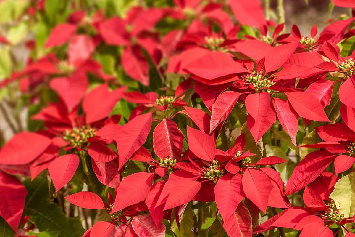 Outdoor poinsettia shrub with red bracts growing in fertile nutrient-rich soil