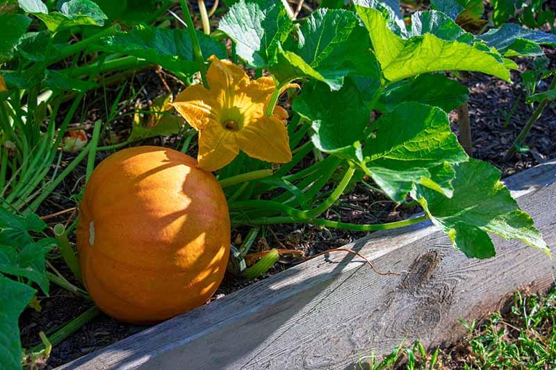 Orange pumpkin growing beside green leaves and yellow flowers in a raised garden bed.