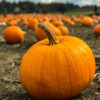 How Deep Do Pumpkin Roots Grow?
