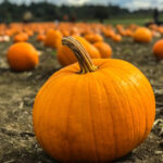 How Deep Do Pumpkin Roots Grow?