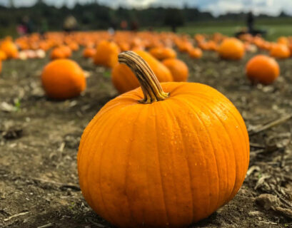 How Deep Do Pumpkin Roots Grow?