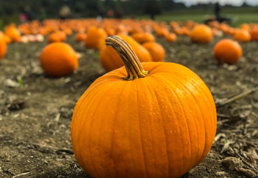 How Deep Do Pumpkin Roots Grow?