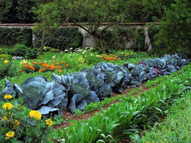 Large vegetable garden with healthy cabbage plants and colorful flowers growing in rows.