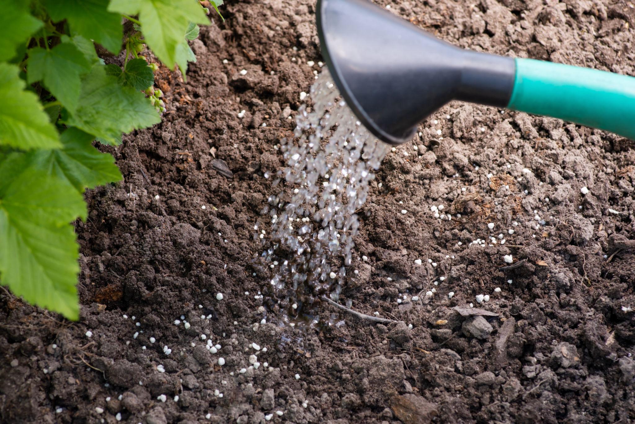 Watering can pouring water soluble fertilizer into loose garden soil near plants.