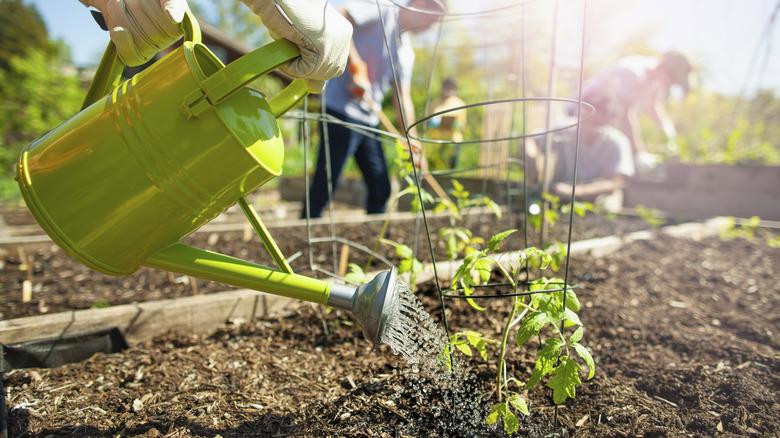 Gardener watering young vegetable seedlings in a raised garden bed using a green watering can.