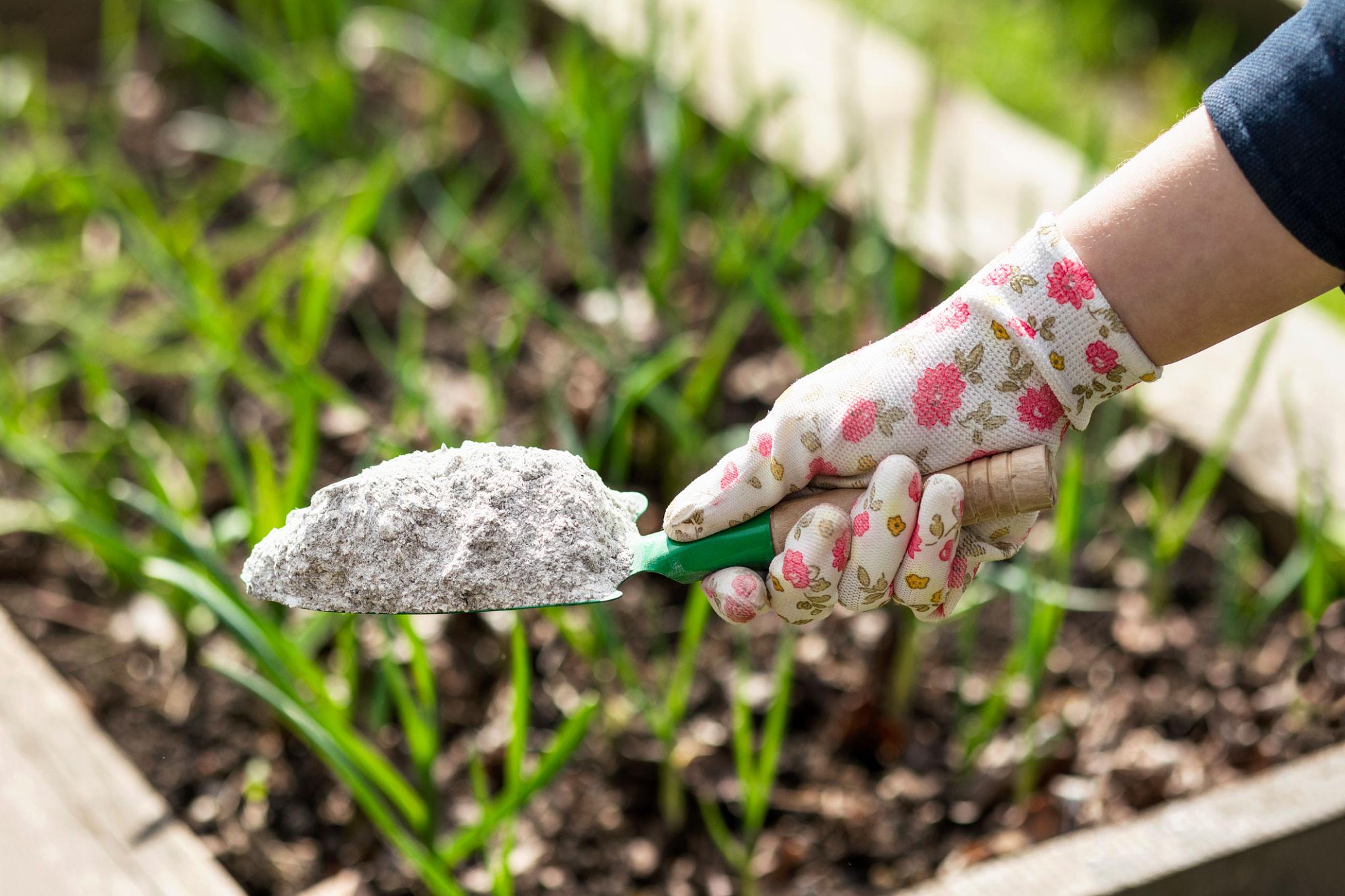 Applying wood ash as organic high potassium fertilizer in a garden bed