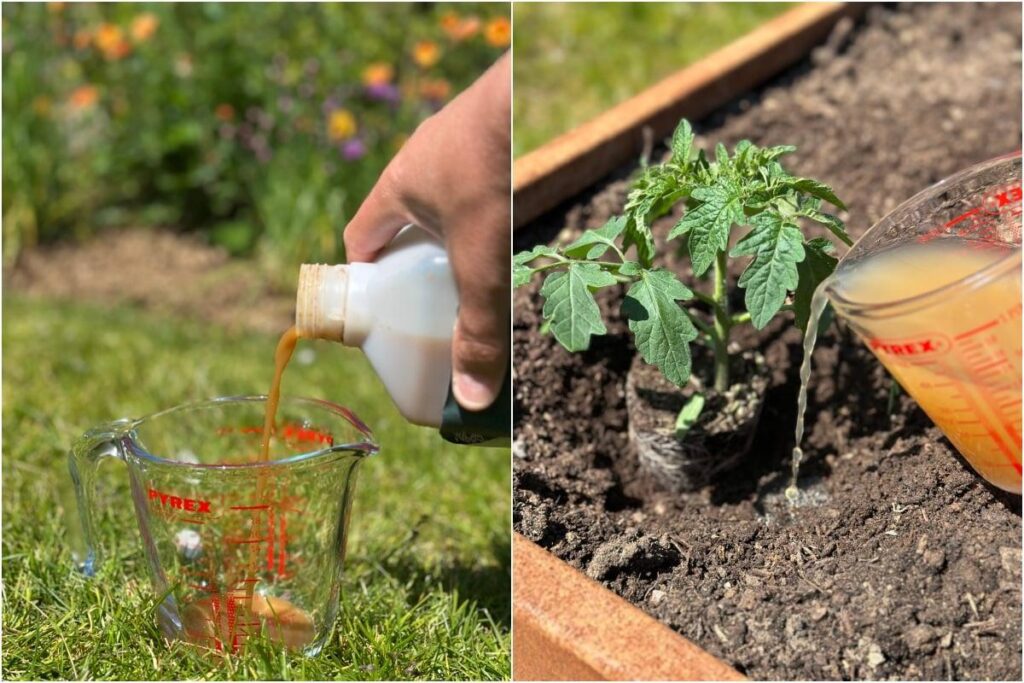 Homemade organic liquid fertilizer being applied to tomato plants