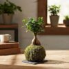 Bonsai-style kokedama plant displayed on a wooden table indoors