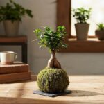 Bonsai-style kokedama plant displayed on a wooden table indoors