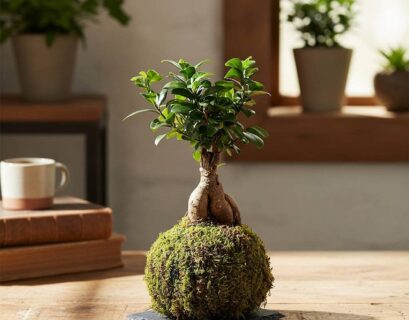 Bonsai-style kokedama plant displayed on a wooden table indoors