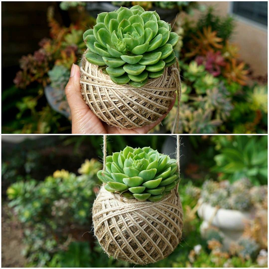 Succulent plant growing in a handmade kokedama moss ball